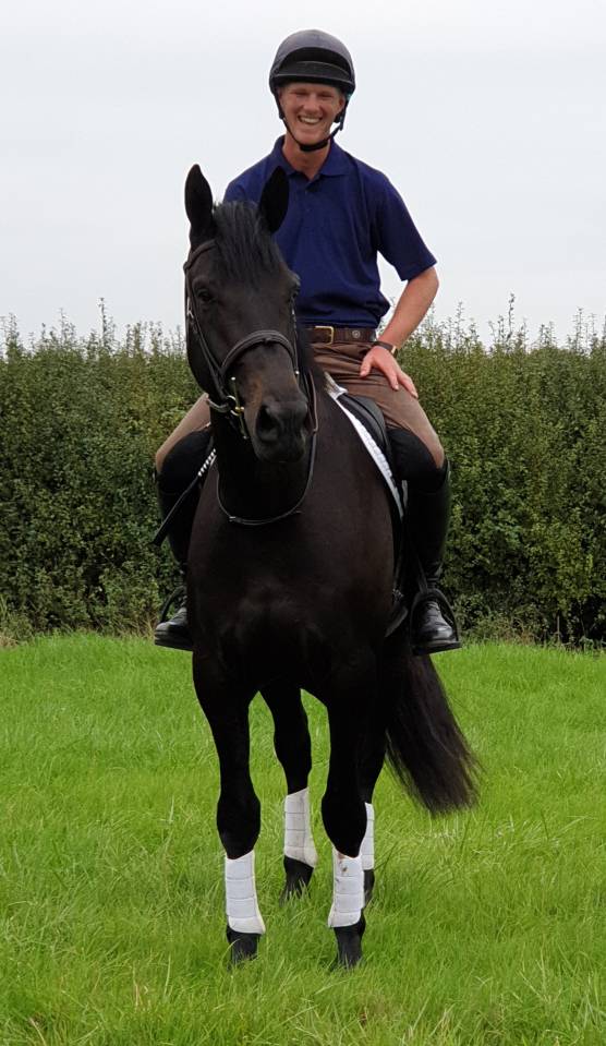 Castrone AES Anglo European Studbook In vendita 2016 Baio scuro ,  Lynwood Constitution