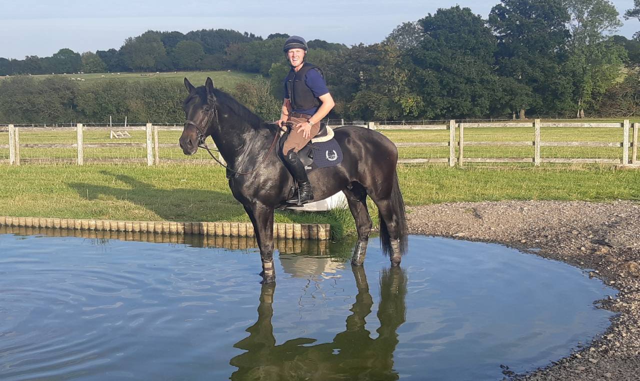 Castrone AES Anglo European Studbook In vendita 2016 Baio scuro ,  Lynwood Constitution