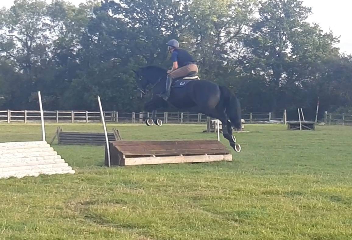 Castrone AES Anglo European Studbook In vendita 2016 Baio scuro ,  Lynwood Constitution