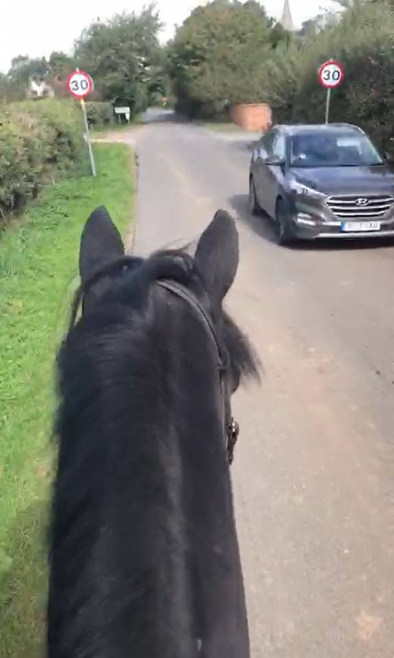 Castrone AES Anglo European Studbook In vendita 2016 Baio scuro ,  Lynwood Constitution