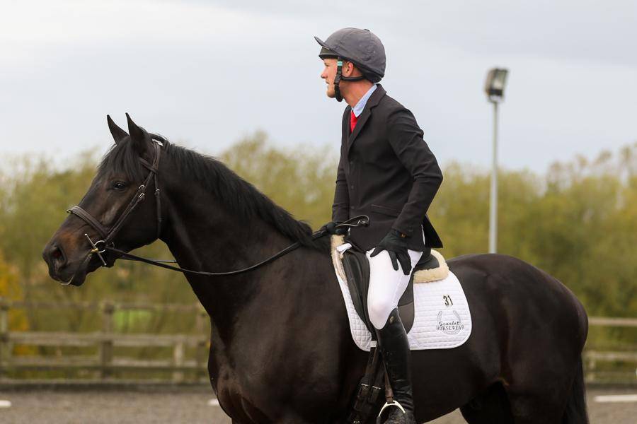 Castrone AES Anglo European Studbook In vendita 2016 Baio scuro ,  Lynwood Constitution