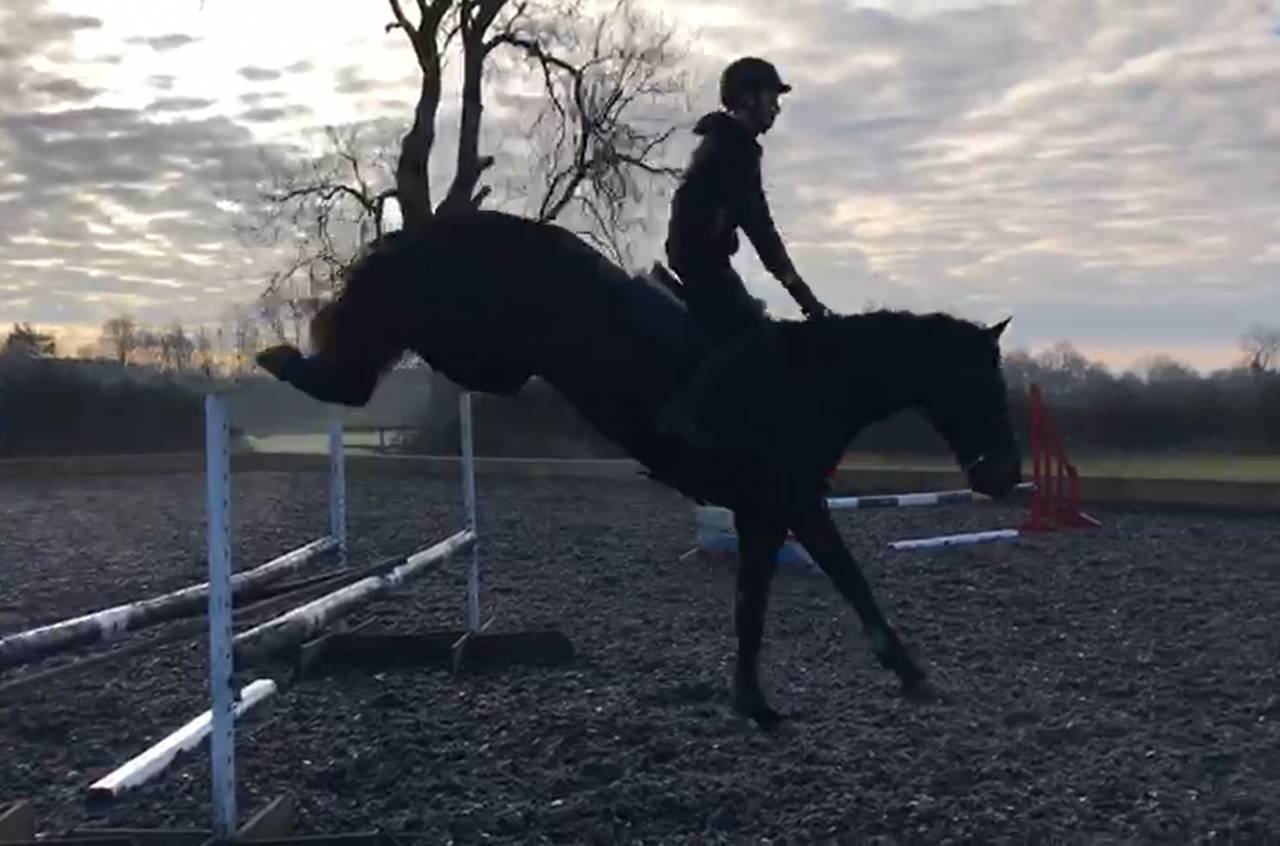 Castrone AES Anglo European Studbook In vendita 2016 Baio scuro ,  Lynwood Constitution