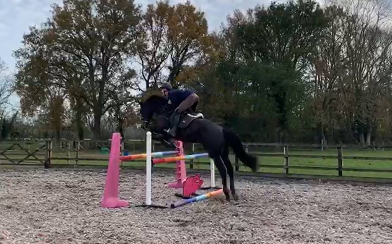 Castrone AES Anglo European Studbook In vendita 2016 Baio scuro ,  Lynwood Constitution