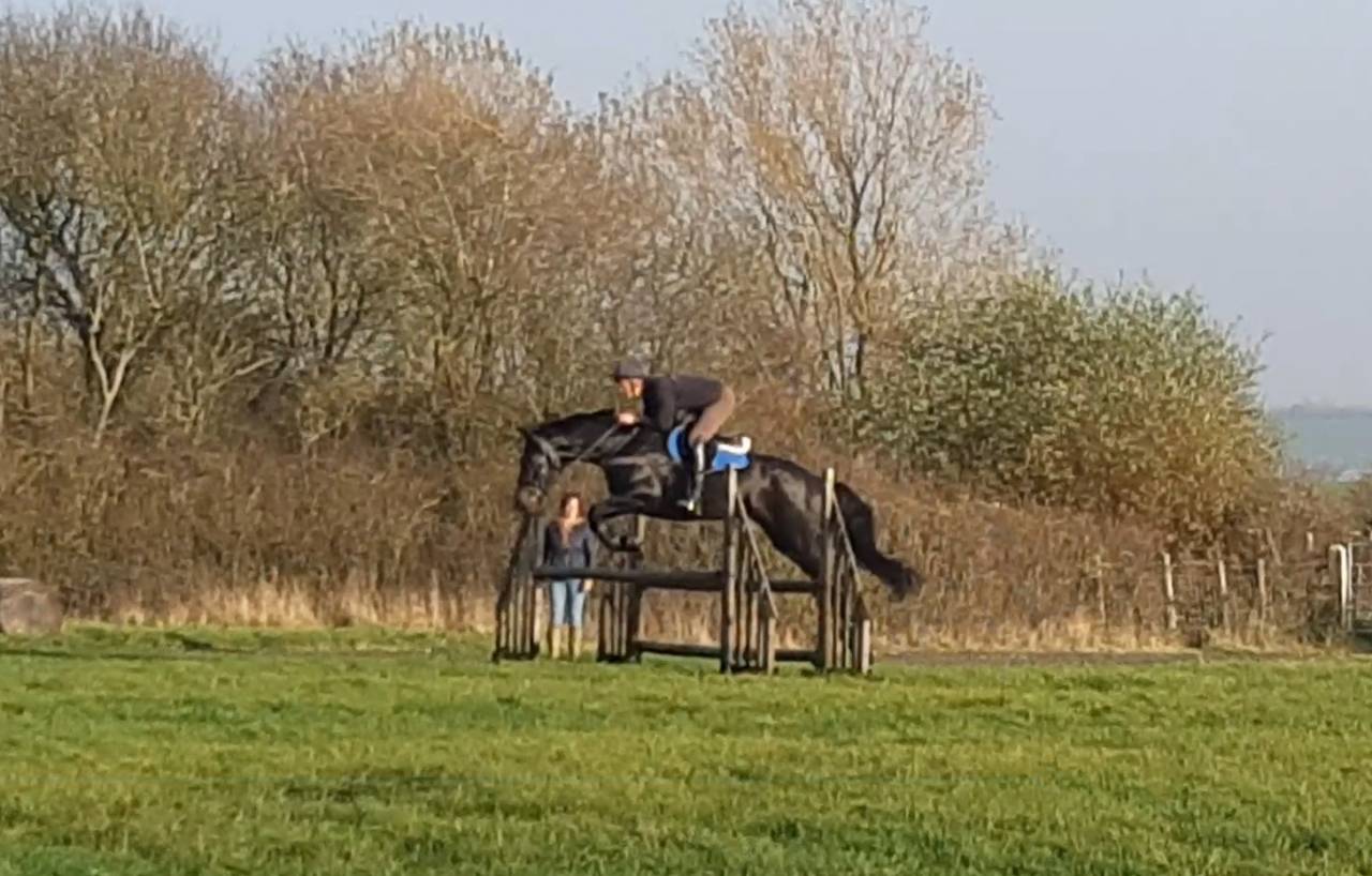 Castrone AES Anglo European Studbook In vendita 2016 Baio scuro ,  Lynwood Constitution