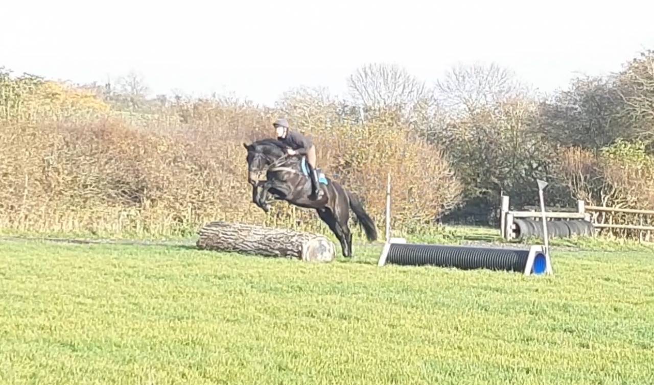 Castrone AES Anglo European Studbook In vendita 2016 Baio scuro ,  Lynwood Constitution