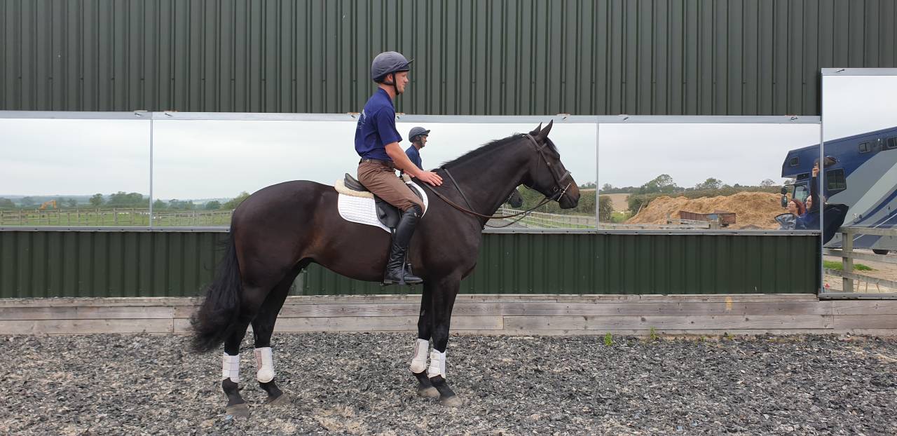 Castrone AES Anglo European Studbook In vendita 2016 Baio scuro ,  Lynwood Constitution