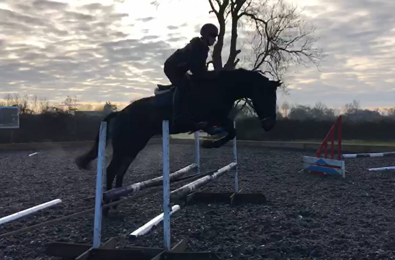 Castrone AES Anglo European Studbook In vendita 2016 Baio scuro ,  Lynwood Constitution