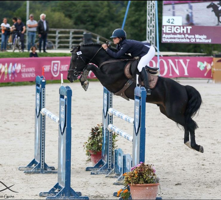 Fattrice New Forest In vendita 2003 Baio