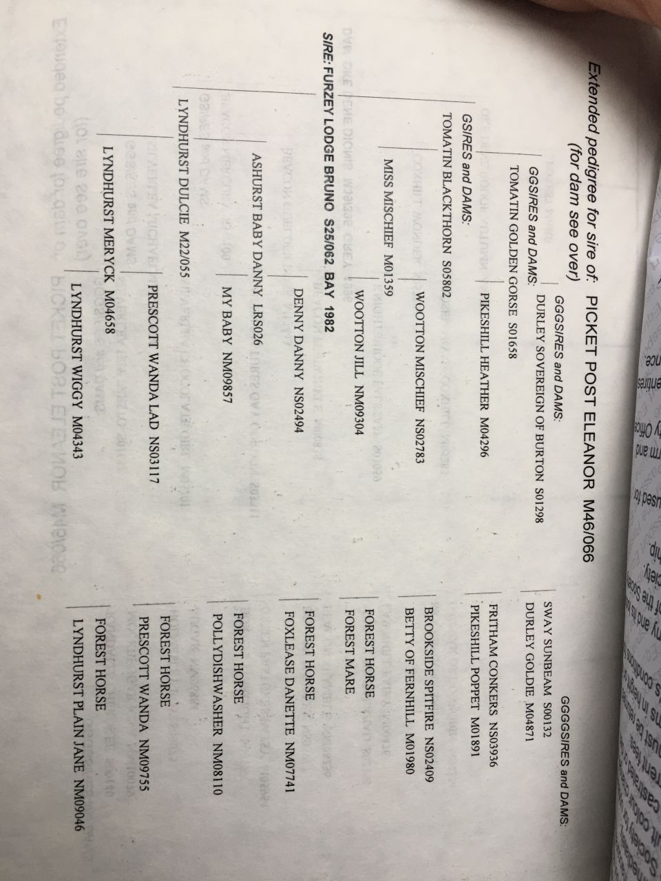 Fattrice New Forest In vendita 2003 Baio