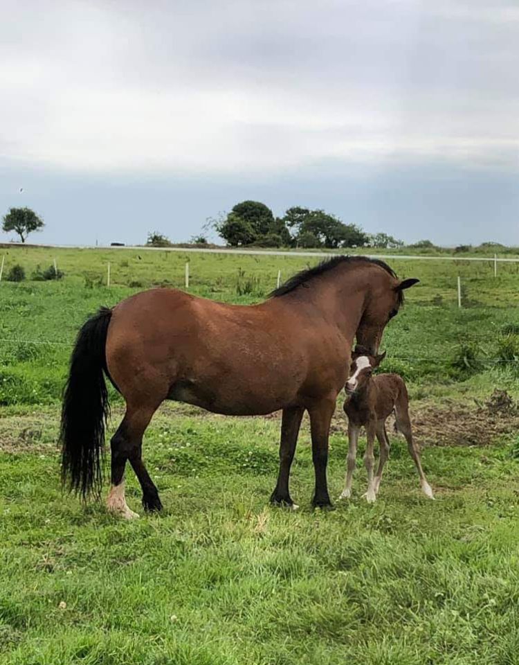 Fattrice New Forest In vendita 2003 Baio