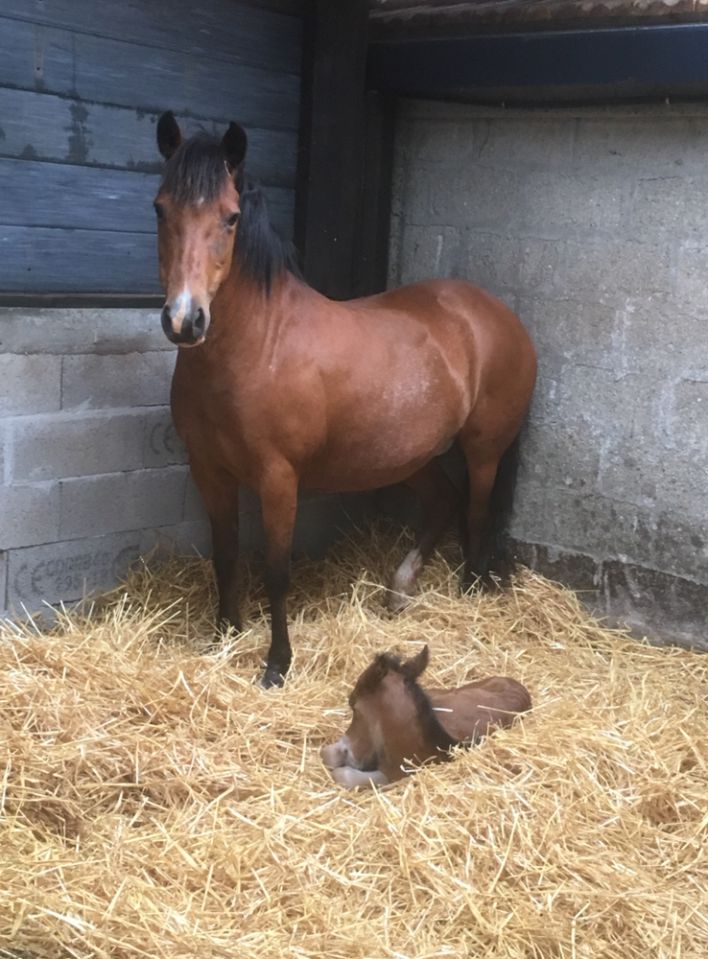 Fattrice New Forest In vendita 2003 Baio