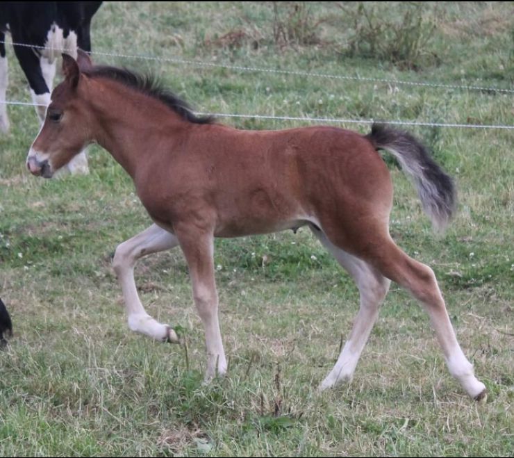 Fattrice New Forest In vendita 2003 Baio