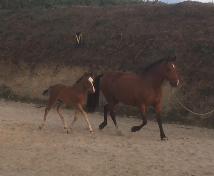 Fattrice New Forest In vendita 2003 Baio