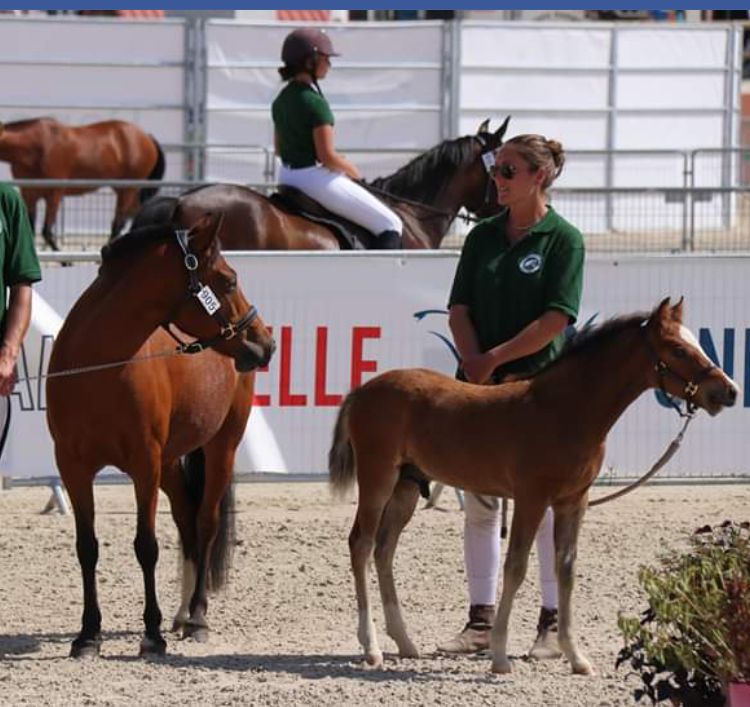 Fattrice New Forest In vendita 2003 Baio