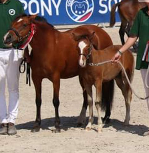 Fattrice New Forest In vendita 2003 Baio