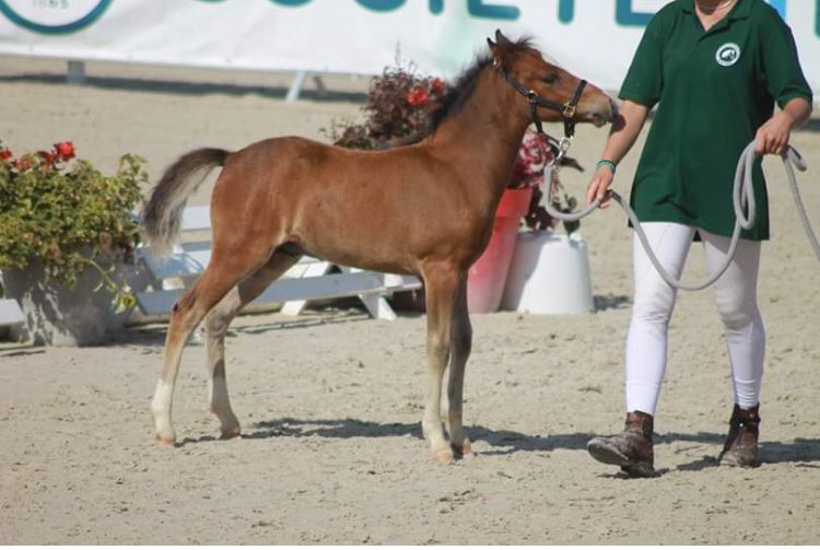 Fattrice New Forest In vendita 2003 Baio