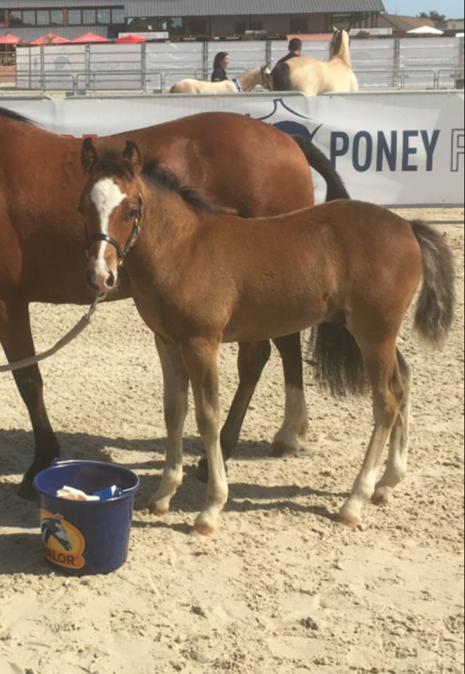 Fattrice New Forest In vendita 2003 Baio