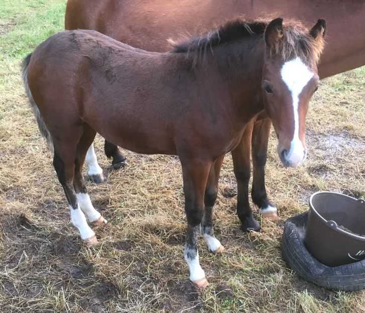 Fattrice New Forest In vendita 2003 Baio