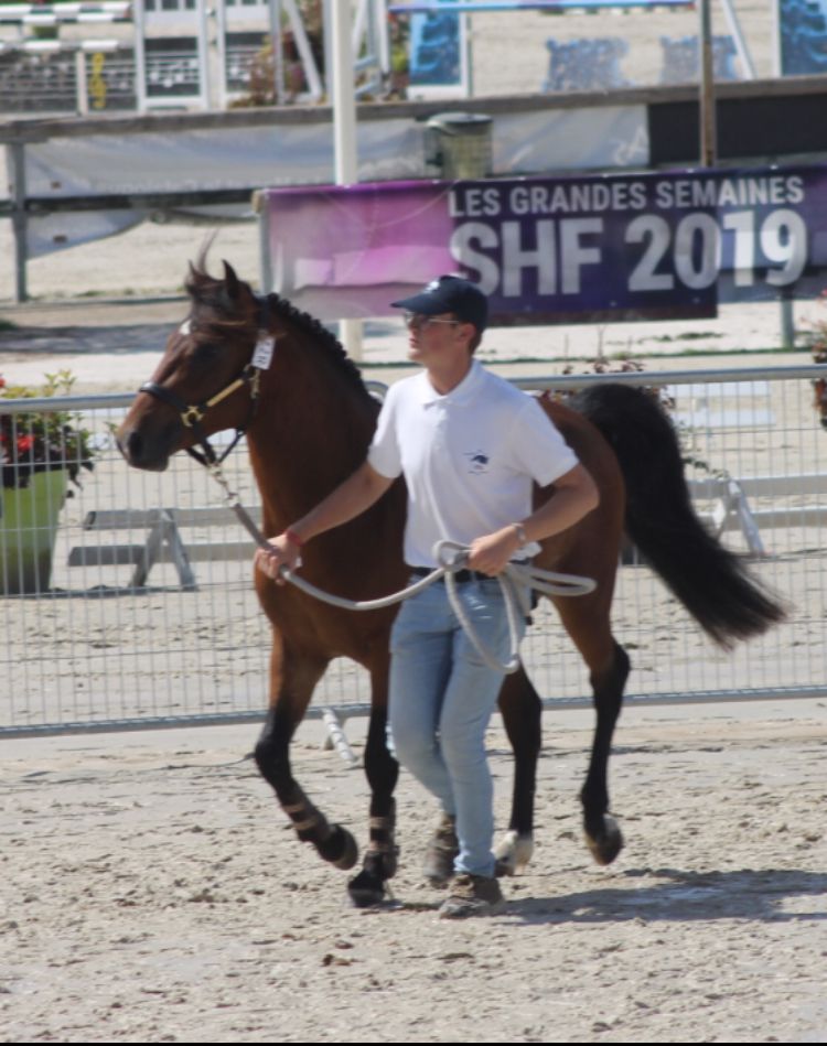 Fattrice New Forest In vendita 2003 Baio