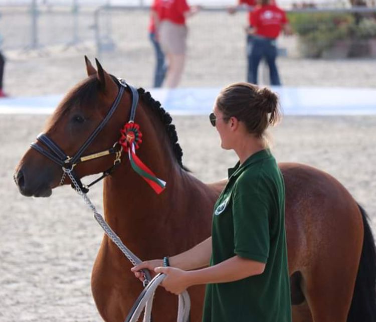 Fattrice New Forest In vendita 2003 Baio