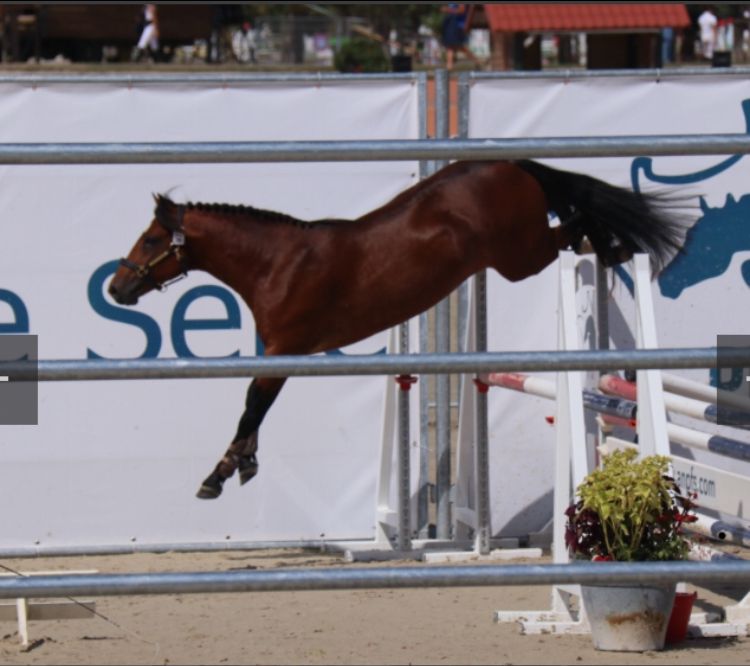 Fattrice New Forest In vendita 2003 Baio