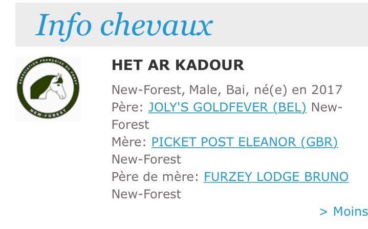 Fattrice New Forest In vendita 2003 Baio