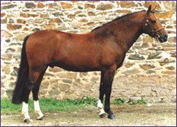 Willoway Montmain Gold Charm - New Forest 1994 ,  Woodrow Acting Master