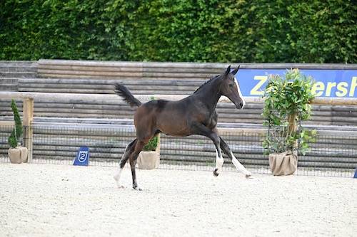 Puledra Zangersheide In vendita 2024 Baio ,  Glasgow w vh merelsnest