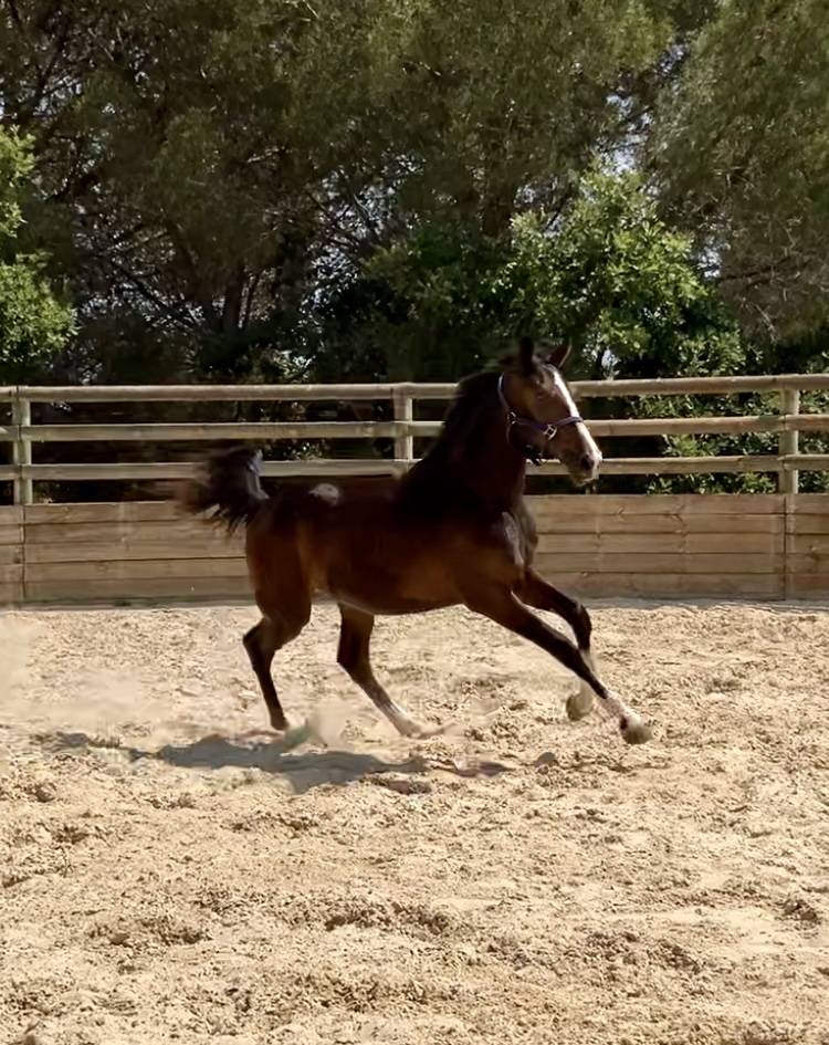 Puledra Zangersheide In vendita 2024 Baio ,  Glasgow w vh merelsnest