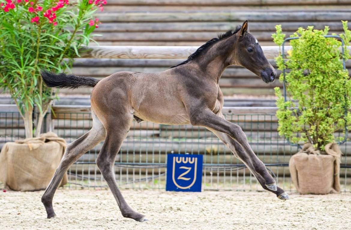 Puledra Zangersheide In vendita 2026 Baio scuro ,  Jenson van't Meulenhof