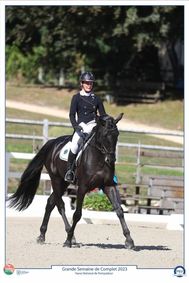 HEROE DE CAFENY - Sella Francese 2017 ,  DIAMANT DE SEMILLY