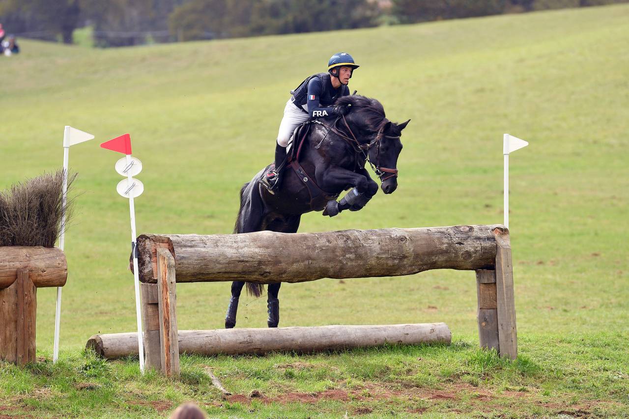 HEROE DE CAFENY - Sella Francese 2017 ,  DIAMANT DE SEMILLY