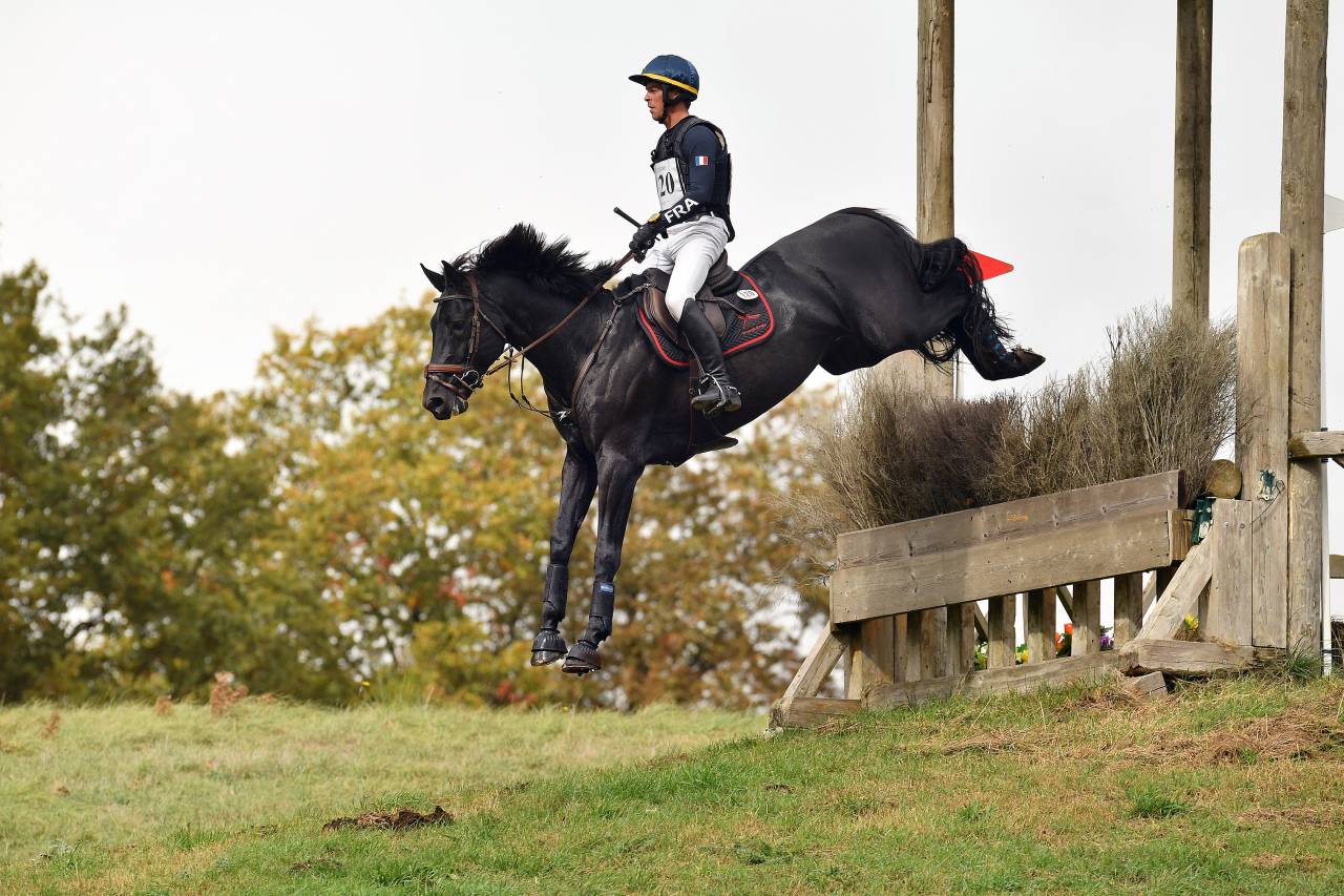 HEROE DE CAFENY - Sella Francese 2017 ,  DIAMANT DE SEMILLY