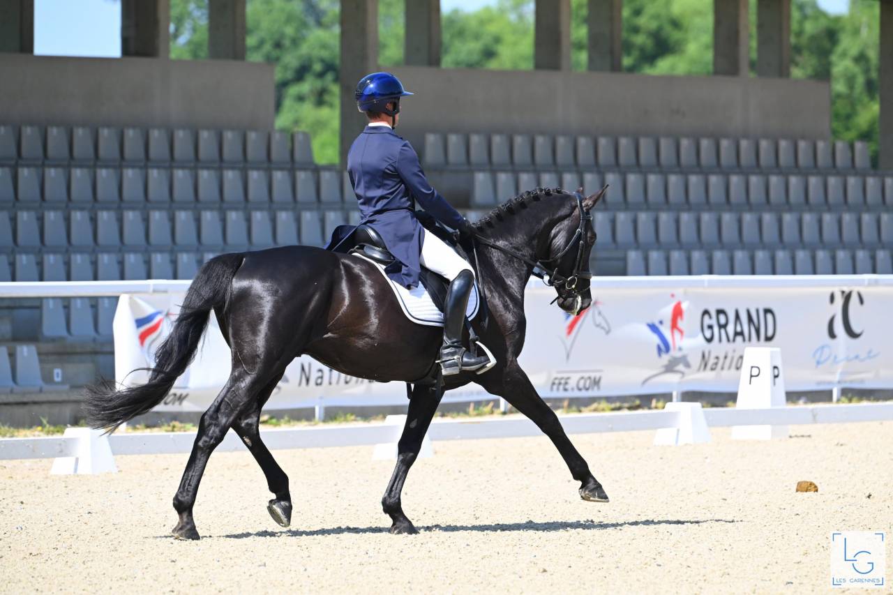 HEROE DE CAFENY - Sella Francese 2017 ,  DIAMANT DE SEMILLY