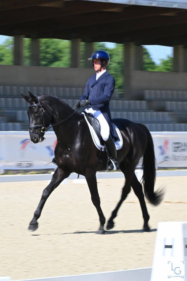 HEROE DE CAFENY - Sella Francese 2017 ,  DIAMANT DE SEMILLY