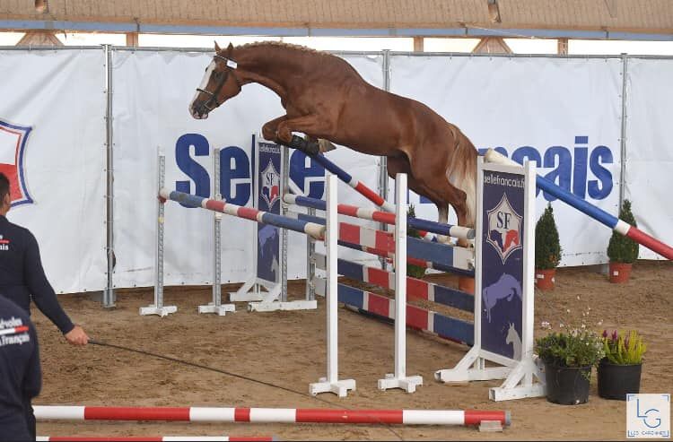 Gracieux d'Osmont - Sella Francese 2016 ,  jadis de toscane  sfa