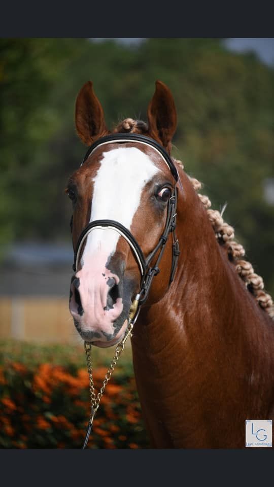 Gracieux d'Osmont - Sella Francese 2016 ,  jadis de toscane  sfa