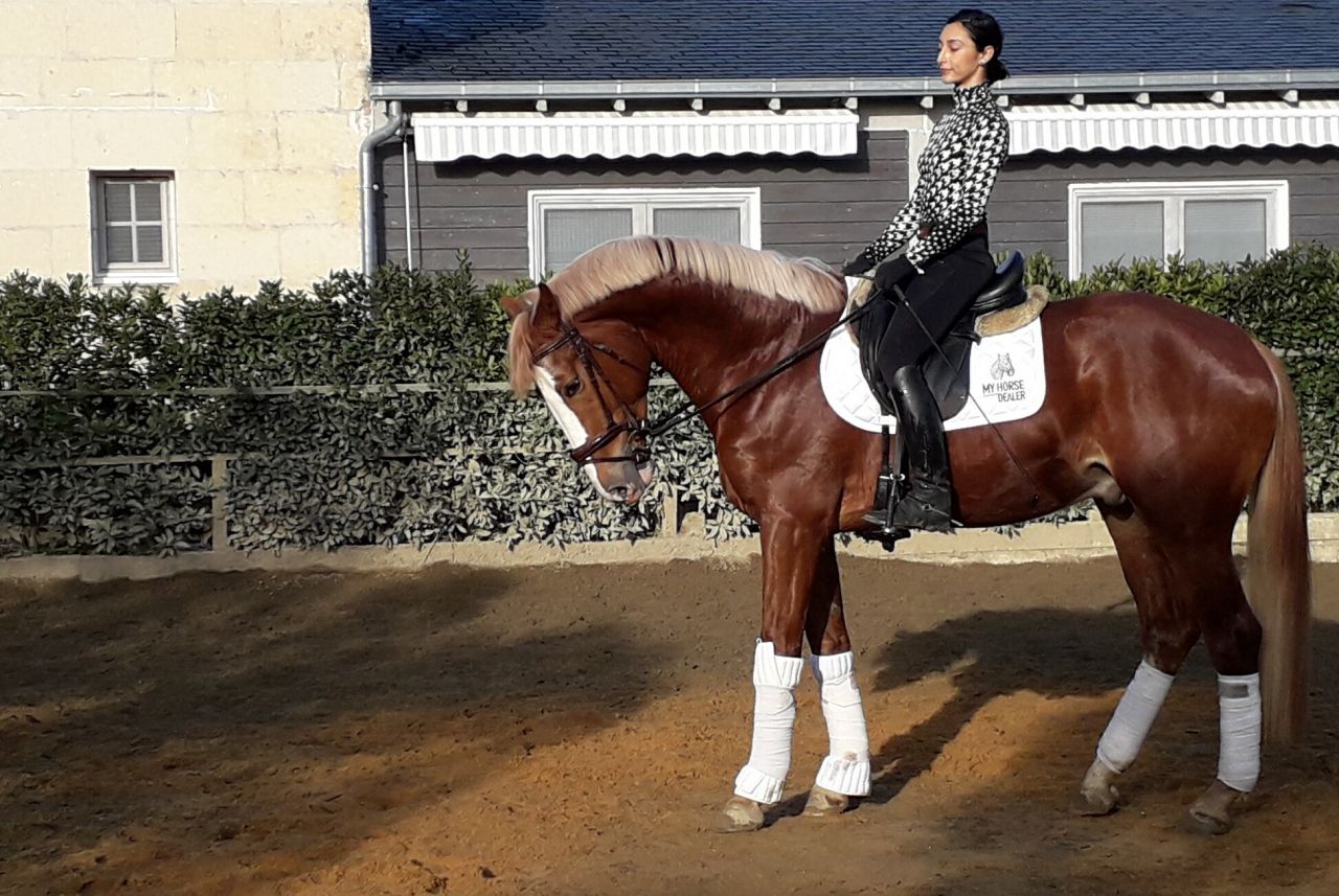 Gracieux d'Osmont - Sella Francese 2016 ,  jadis de toscane  sfa