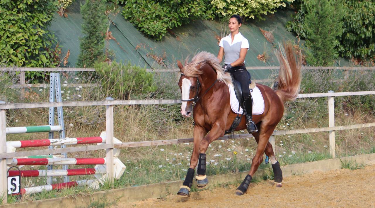 Gracieux d'Osmont - Sella Francese 2016 ,  jadis de toscane  sfa