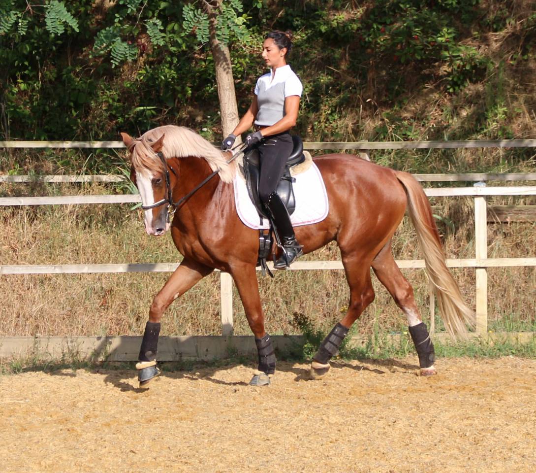 Gracieux d'Osmont - Sella Francese 2016 ,  jadis de toscane  sfa