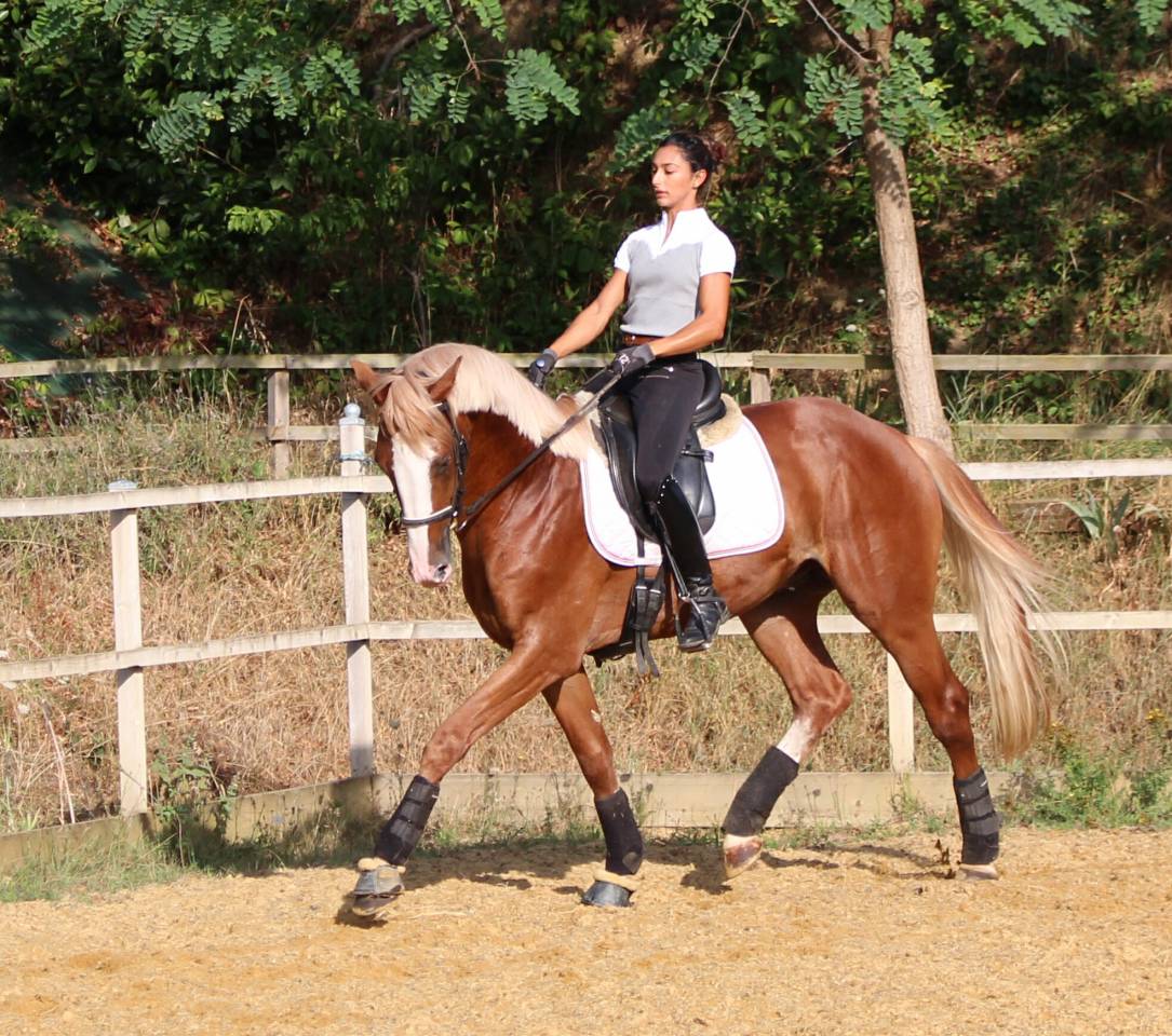 Gracieux d'Osmont - Sella Francese 2016 ,  jadis de toscane  sfa