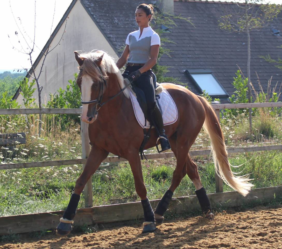 Gracieux d'Osmont - Sella Francese 2016 ,  jadis de toscane  sfa