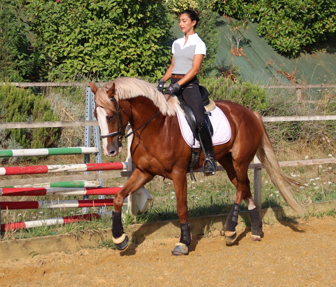 Gracieux d'Osmont - Sella Francese 2016 ,  jadis de toscane  sfa