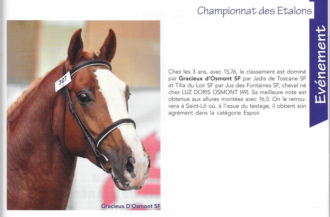 Gracieux d'Osmont - Sella Francese 2016 ,  jadis de toscane  sfa