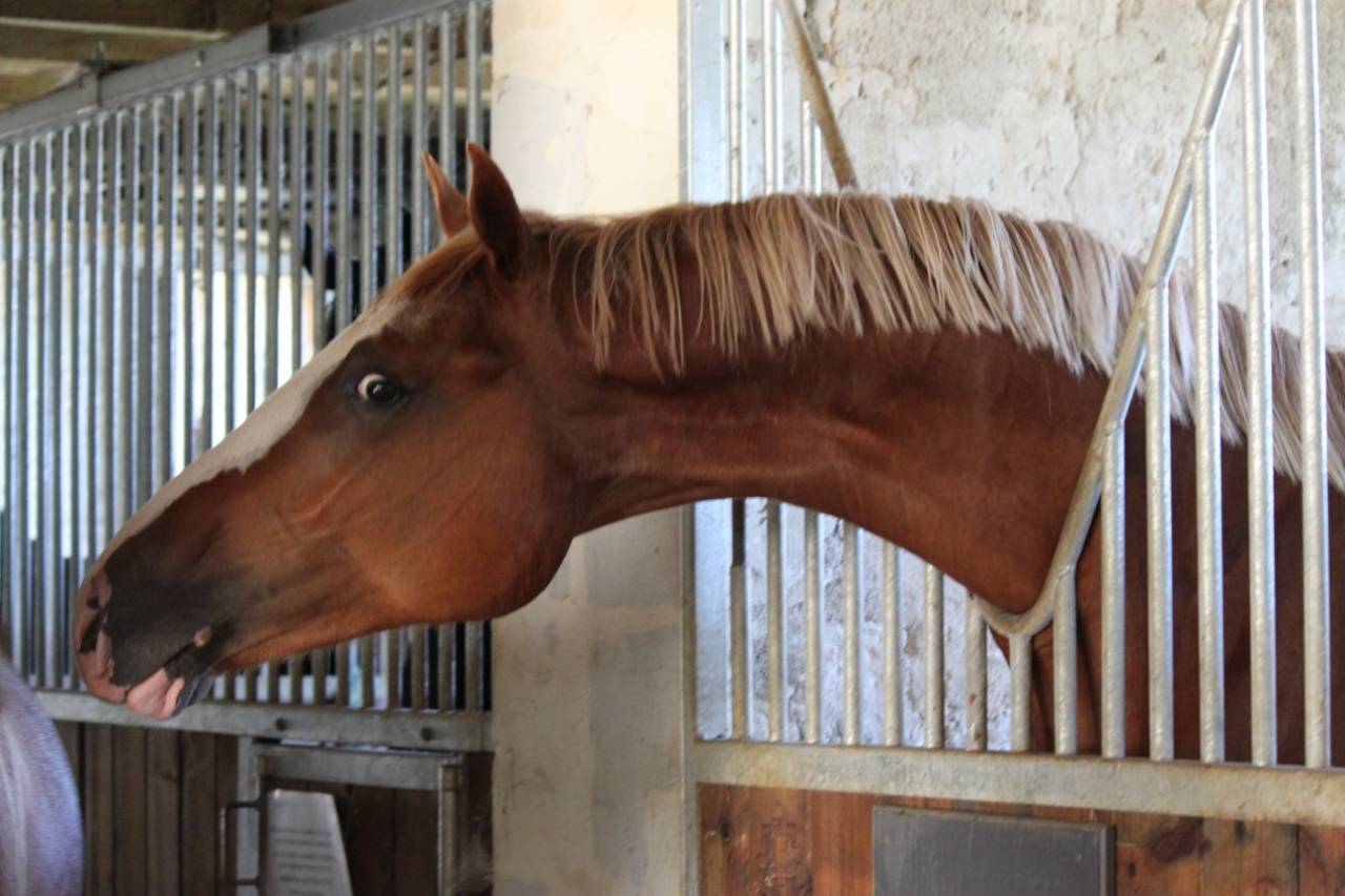 Gracieux d'Osmont - Sella Francese 2016 ,  jadis de toscane  sfa