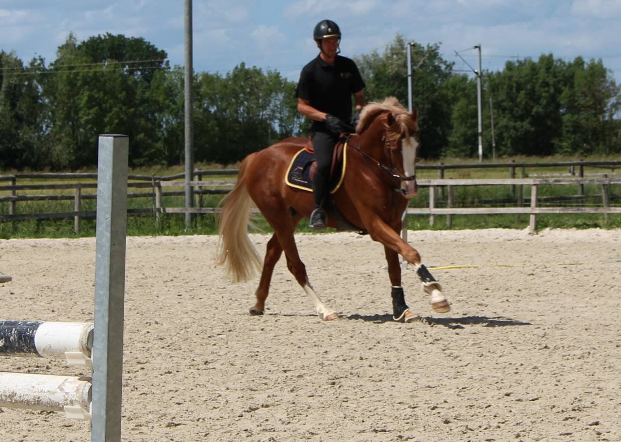 Gracieux d'Osmont - Sella Francese 2016 ,  jadis de toscane  sfa