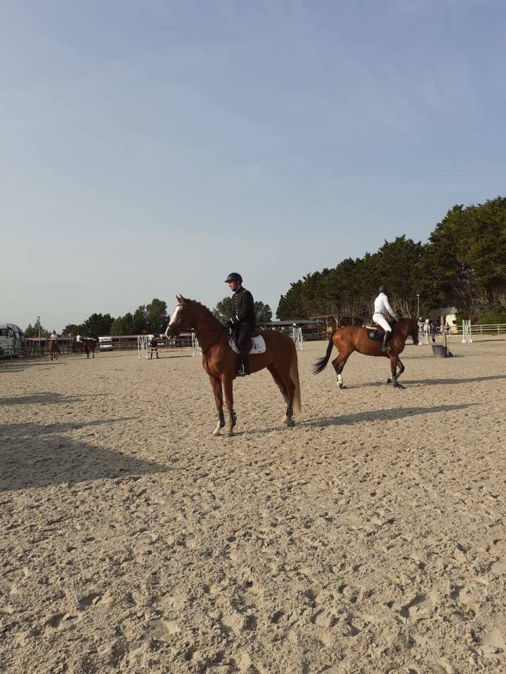 Gracieux d'Osmont - Sella Francese 2016 ,  jadis de toscane  sfa