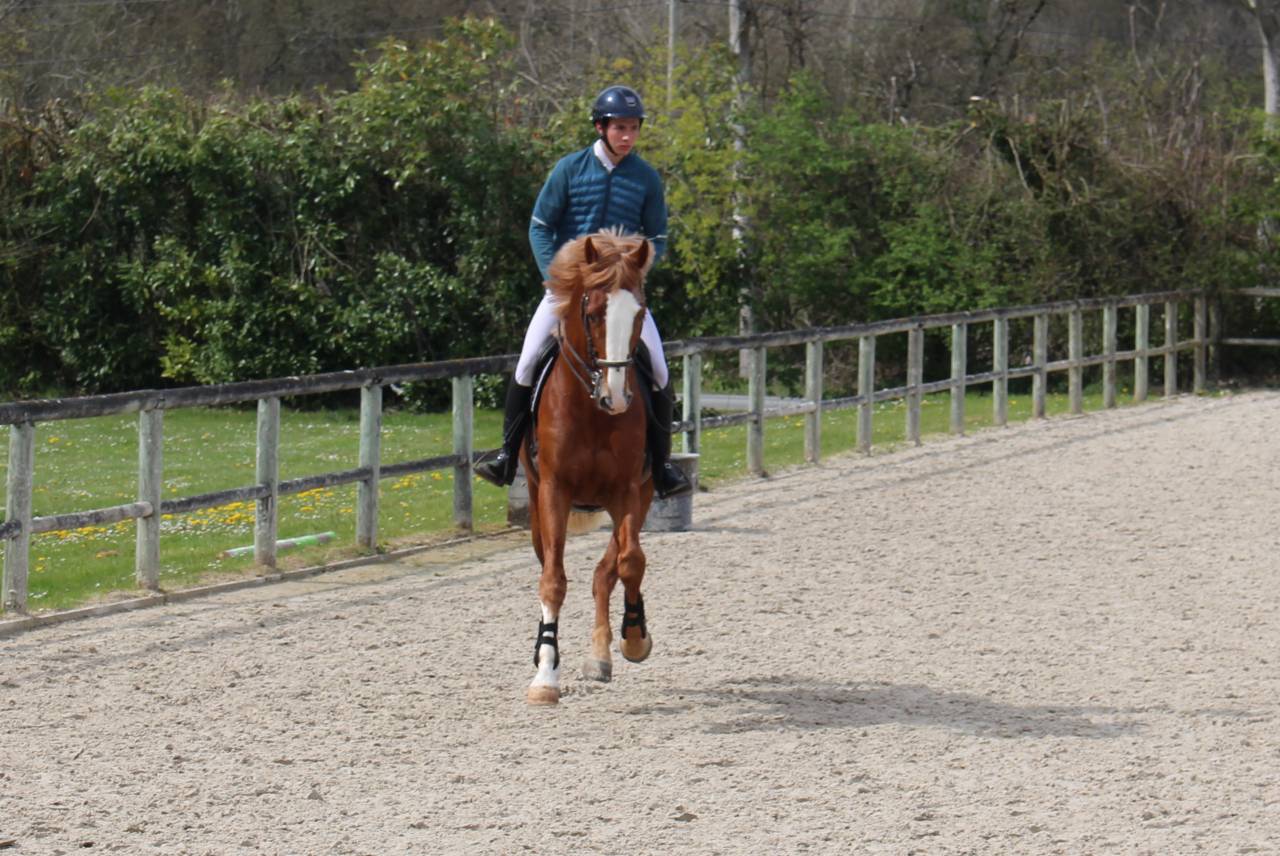 Gracieux d'Osmont - Sella Francese 2016 ,  jadis de toscane  sfa