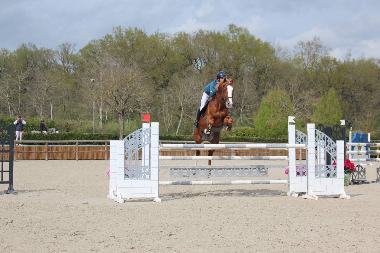 Gracieux d'Osmont - Sella Francese 2016 ,  jadis de toscane  sfa