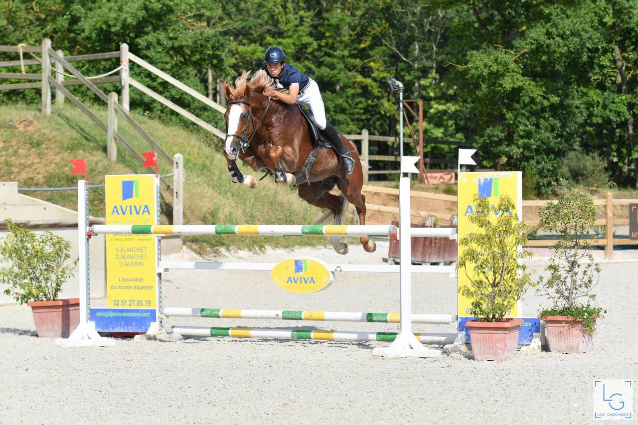 Gracieux d'Osmont - Sella Francese 2016 ,  jadis de toscane  sfa